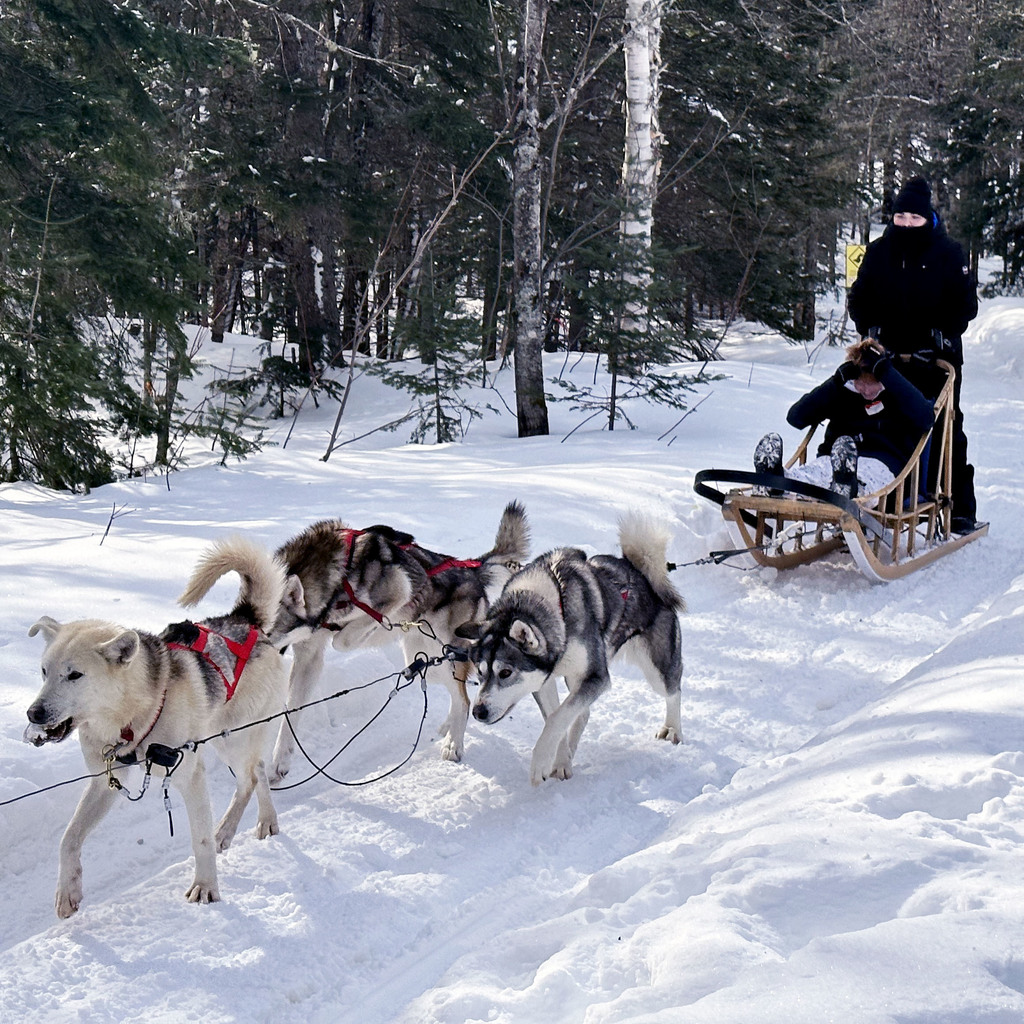 Students participate in dog-sledding